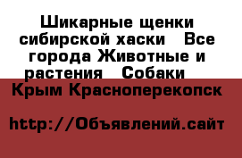 Шикарные щенки сибирской хаски - Все города Животные и растения » Собаки   . Крым,Красноперекопск